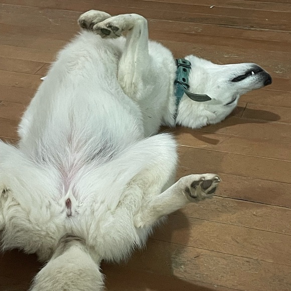 Meet your Posher, Angel - Picture 6 of 8